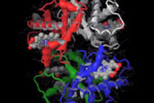 <p>Estructura atómica de la hemoglobina. (c) BSC-IRB Barcelona</p>