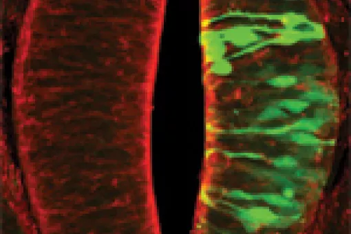 The green fluorescent protein is produced by a system designed by researchers at IRB Barcelona and its expression demonstrates that the technique works correctly in human cells and other animal cells. © Image: Roberto Álvarez-Medina (CSIC)