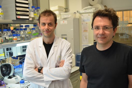 The principal investigators of the study published in Nature, Raúl Méndez (right) and Alessio Bava in the lab at IRB Barcelona.  Author: Luca T. Barone. IRB Barcelona