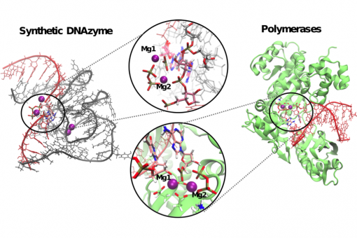 The DNAzyme 9DB1, whose catalytically active structure and reaction mechanism was unknown, makes use of a mechanism involving two ions, similar to that used by natural enzymes (J. Aranda, IRB Barcelona).