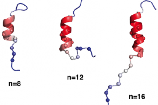 L’hèlix del receptor androgènic de la poliglutamina esdevé cada vegada més estable a mesura que augmenta el nombre (n) de residus d’aminoàcids de glutamina.