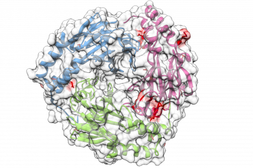 Representació d'una estructura 3D de la proteïna SMAD. En vermell, els llocs de mutació més habituals en càncer de pulmó (M. Macias lab, IRB Barcelona)
