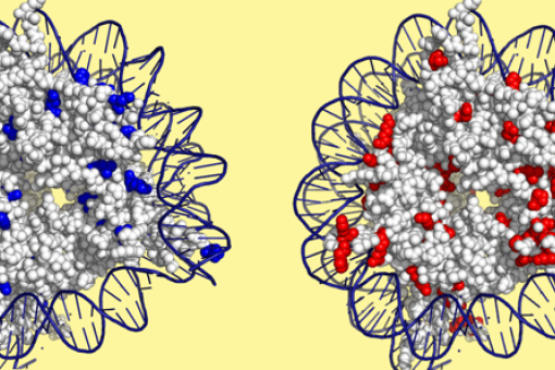 Residus d’histones necessaris per una resposta d’adaptació a un augment de la temperatura (blau) o de la concentració salina (vermell). IRB Barcelona.