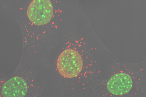 L'estrès de l'ADN mitocondrial (en vermell) inicia la resposta inflamatòria en absència d'Opa1 en cèl·lules musculars de ratolí (en verd, els nuclis). Aida Rodríguez, IRB Barcelona