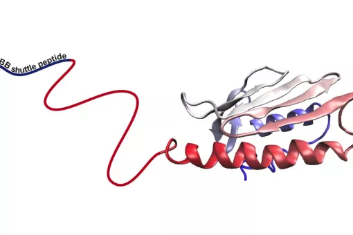 Scheme of therapeutic concept designed by IRB Barcelona. The protein frataxina binds to peptide shuttle (blue), allowing the protein to cross the blood brain barrier and reach the brain (IRB Barcelona)