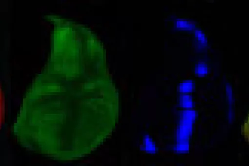 The new mechanism has been found in the imaginal disk that will lead to the Drosophila wing, represented in this picture.