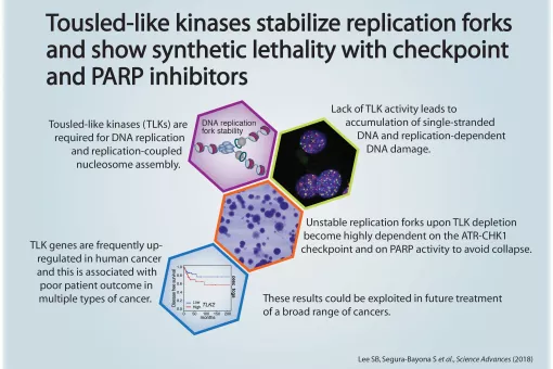 Image: Sandra Segura, IRB Barcelona