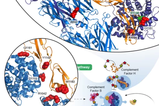 Interactome3D allows to structurally annotate entire pathways and provide molecular details useful for understanding the role of human disease mutations.