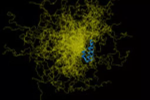 Representation of an IDP with a structured region (blue) and a non-structured one(yellow).