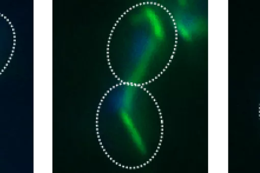 Células de levadura Saccharomyces cerevisiae  en la fase de mitosis del ciclo celular. 
