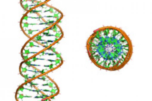 Simulation of a triple DNA helix structure side view and viewed from above (author: Annalisa Arcella. IRB Barcelona)