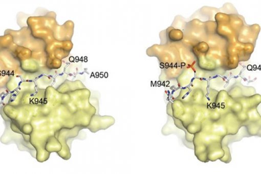 Binding of protein LC8 (yellow and orange) with a fragment of phoshorylated Nek 9, active form, (right) and non-phoshorylated form, inactive (left).