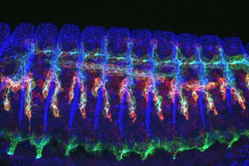 Image of a Drosophila embryo  showing the tracheal branches in green (Image: Gaëlle Lebreton, IRB Barcelona)