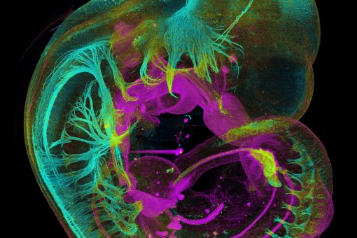 En aquest embrió de ratolí, s'oberven estructures que contenen neurofilaments, en cian, i la proteïna E-Caderina, en magenta, que mostren respectivament el sistema nerviós i els òrgans interns (Autors: Jim Swoger, Jürgen Mayer, Laura Quintana. CRG 2017)