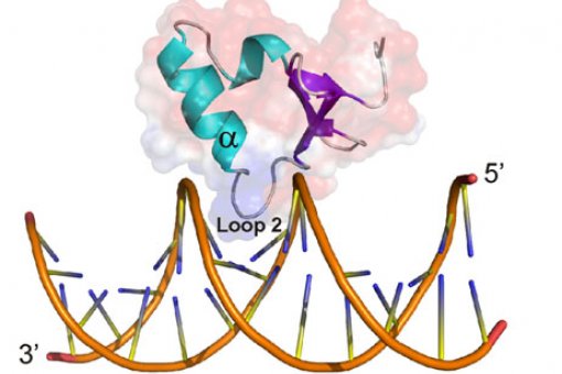 Ler-DNA complex