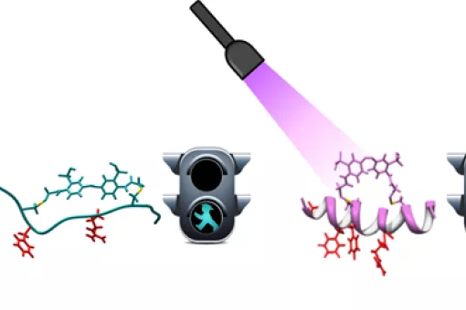 Researchers at IRB Barcelona and IBEC design the first peptides regulated by light to modulate biological processes @Laura Nevola