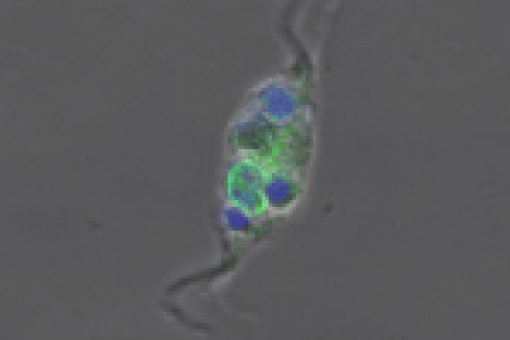 Macrophages are key cells in the immune system. Among other functions, they remove debris, pathogens or foreign agents from our body. In the image, a macrophage (with nucleus in green) has swallowed fragments of dead cells (in blue)(c) Maria Serra