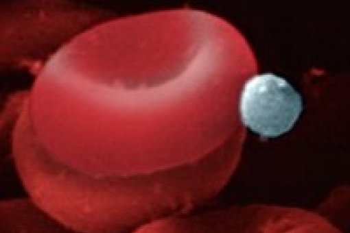 El paràsit de la malària en estadi de merozoàt, circula lliurament pel corrent sanguini i ataca els glóbuls vermells. Un cop a dins continuarà  el seu cicle vital.