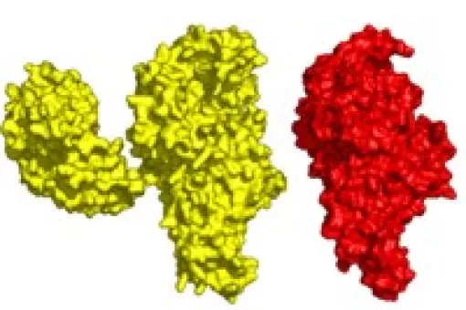 Bacteria <i>M. Penetrans</i> has an extension in its enzime MetRS (in yellow) which makes it different from the rest of organisms. Stuying this enzime, the scientists discovered a new mechanism for genetic code translation