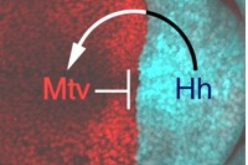 La proteína Hedgehog (Hh) -en azul- induce la producción de Mtv -en rojo-, quien junto a otros componentes moleculares detiene la expresión de Hh