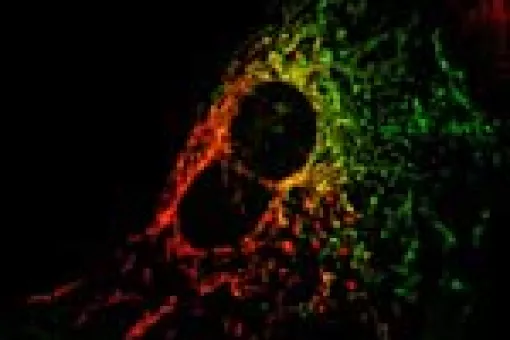 Surrounding the nucleus of two fused cells, in red and green, the mitochondrias of each cell. The fusion and fission of mitochondrias (from the same cell or with mitochondrias from other cells) contributes to the correct functioning of these organelles.