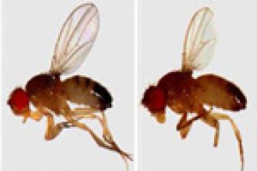 Flies with wings of different sizes but in proportion. © Milán Lab. IRB Barcelona.