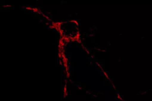 In the image, red indicates the localization of mitochondria in a neuron. The new proteins described help to regulate their positions in the cell.
