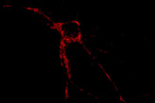 In the image, red indicates the localization of mitochondria in a neuron. The new proteins described help to regulate their positions in the cell.