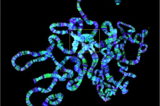 Cromosomes politènics de Drosophila. En groc, el cromocentre, regió on s’acumula l’heterocromatina. Imatge: Jordi Bernués, IRB Barcelona.