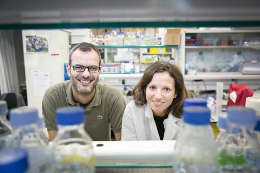 El jefe de grupo Salvador Aznar Benitah y la primera autora del artículo, Gloria Pascual, en el laboratorio de Células madre y cáncer del IRB Barcelona (M. Minocri, IRB Barcelona)