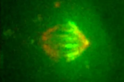 Jens Lüders leads the Microtubule Organization laboratory (Photo: Battista/Minocri, IRB Barcelona)