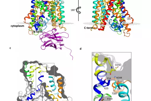 Estructura del transportador BasC. Manuel Palacín, IRB Barcelona.