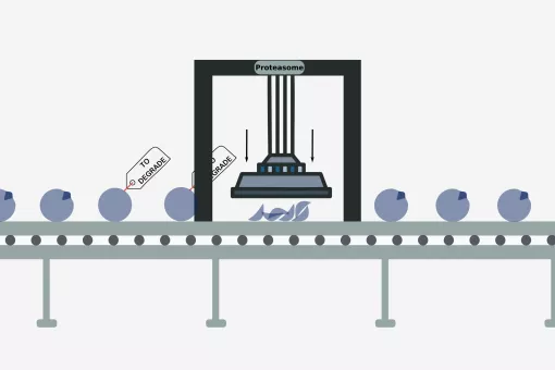 Un estricto sistema de control de calidad se encarga del marcaje de las proteínas con ubiquitina para su degradación para mantenerlas en niveles adecuados para la célula. Francisco Martínez, IRB Barcelona.