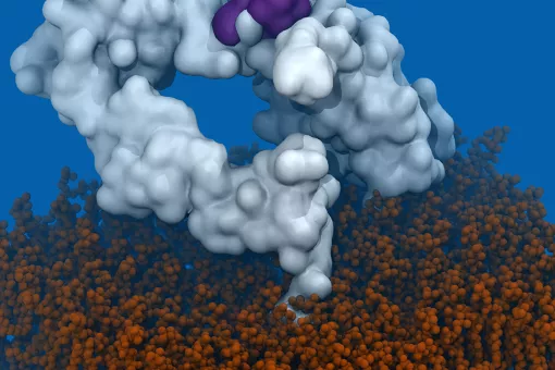 Estructura del receptor EGFR. En morado aparece marcada la región reconocida por el anticuerpo mAB806. Laura Orellana.