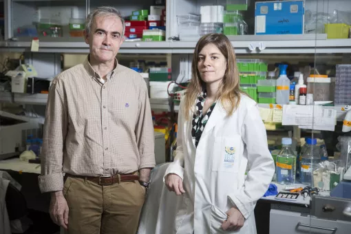 Group Leader Angel R. Nebreda and PhD student Begoña Cánovas at the Signalling and Cell Cycle Laboratory (M. Minocri, IRB Barcelona)