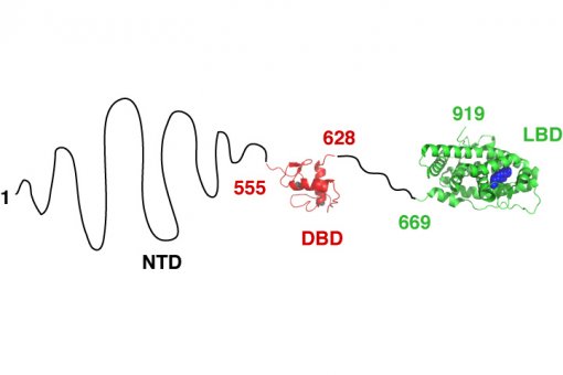 Estructura del Receptor d'Andrògens. NTD: domini N-terminal; DBD: domini d'unió a l'ADN; LBD: domini d'unió al lligand. Els nombres indiquen el primer i l'últim aminoàcid de la proteina, i els límits dels dominis.