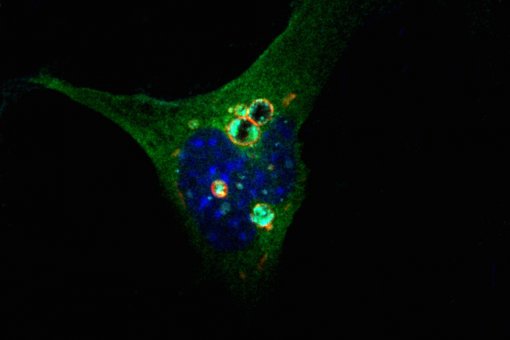 Células de ratón en presencia de la proteína DOR. (M. Romero, IRB Barcelona)
