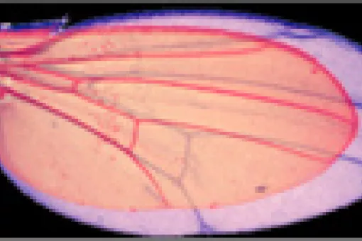 Two wings of Drosophila. While the smaller corresponds to the wild type version (non modified), the bigger one corresponds to a wing in which the Wingless pathway is hyperactivated.