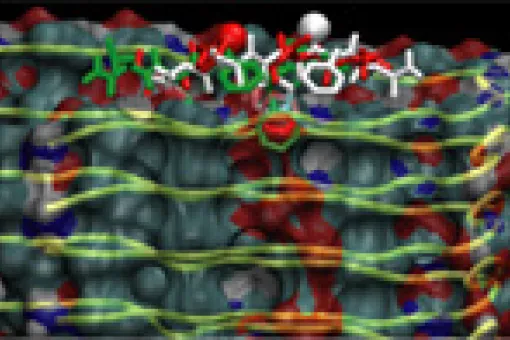 3D simulation on the interaction between a therapeutic peptide and the beta amyloid fibrils formed in Alzheimer's disease (© Ernest Giralt, IRB Barcelona)