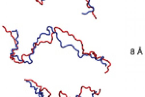In blue, prediction of the structure of denaturalized ubiquitin protein by previous computational models. In red, refined structures with the ERIDU model. These structures coincide with experimental data. © Salvatella lab. IRB Barcelona