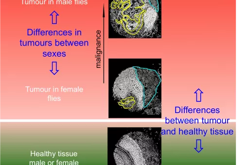 Differences between tumours in male and female vinegar flies. Cayetano González, IRB Barcelona.