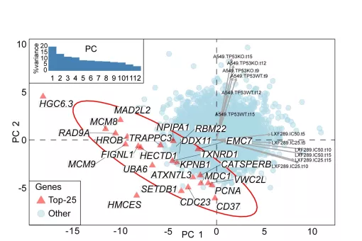 Genes letales sintéticos, tras la activación de APOBEC en células de cáncer de pulmón.
