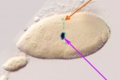 A group of cells express torso-like gen (tsl) (pink arrow). While they are moving to the center of the egg chamber, another group of cells starts expressing tsl (orange arrow). Both cellular groups meet at the same site, from where in a more advanced stag