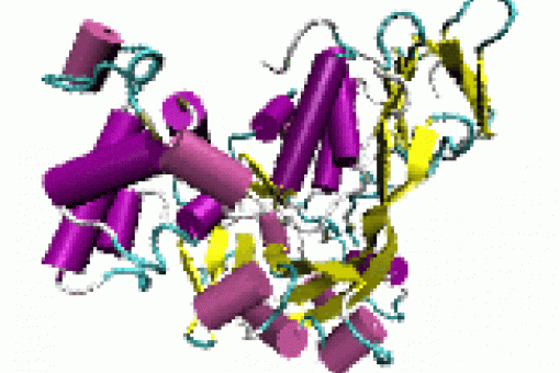 Molecular dynamics is a biocomputational tool that allows the scientists to describe the movements of all the atoms of a protein over time