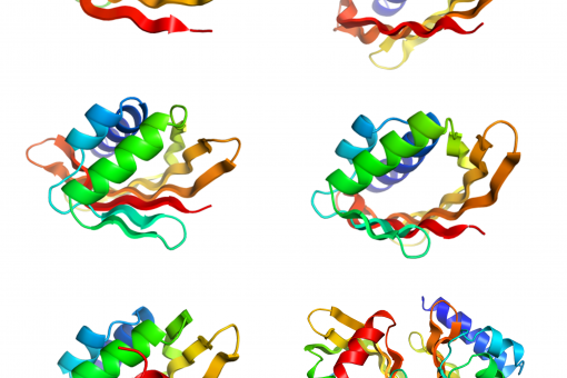 Examples of computationally designed proteins made of curved beta-sheets and helices forming cavities with different sizes and shapes (E.Marcos, IRB Barcelona-UW)