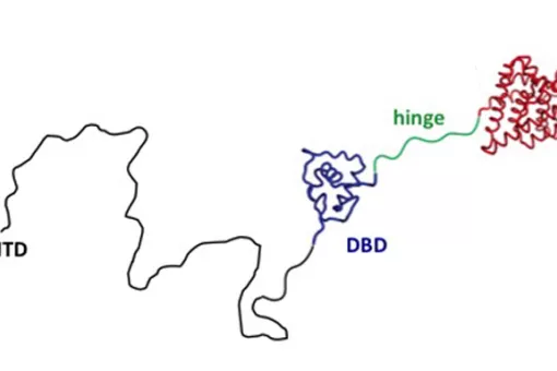 En rojo, dominio de la proteína receptor de andrógenos donde se unen los fármacos para tratar el cáncer de próstata. En azul y negro, partes de la proteína en estudio donde podrían dirigirse nuevos fármacos (Autor: Xavier Salvatella, IRB Barcelona)