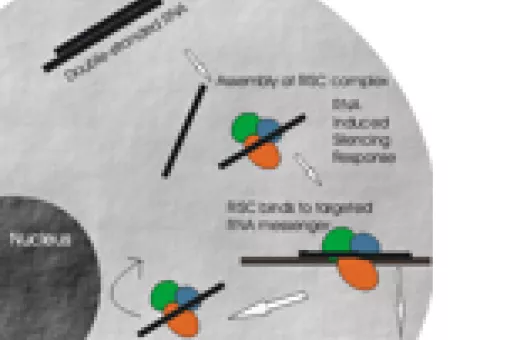 Gràfic del mecanisme RNA d'interferència. IRB Barcelona
