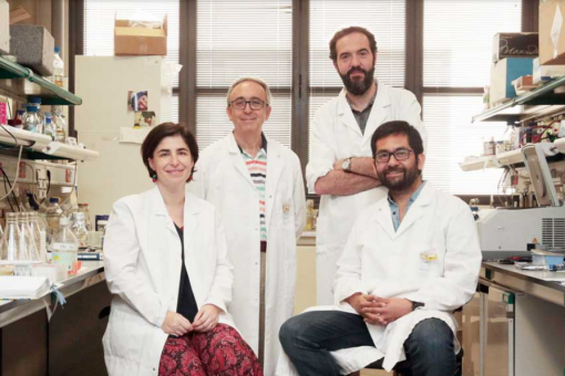 Montserrat Romero, Antonio Zorzano, David Sebastián i Juan Pablo Muñoz del laboratori de Malalties Metabòliques Complexes i Mitocondris de l'IRB Barcelona. Font: Fundación BBVA