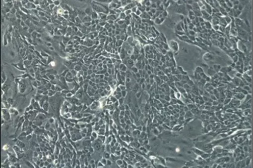 ICREA research professor Salvador Aznar Benitah