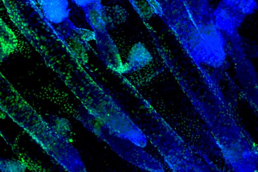 Cèl·lules mare de la pell. En blau, marcador per al nucli cel·lular. En verd, marcador per a la proteïna Dnmt3a, indispensable perquè les cèl·lules conservin les característiques de cèl·lula mare (Lorenzo Rinaldi, IRB Barcelona)